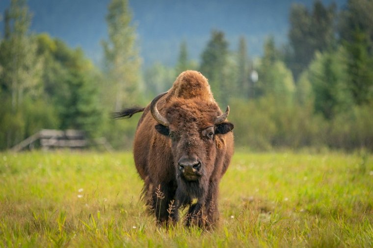 159 Canada, Golden, Rocky Mountain Buffalo Ranch.jpg